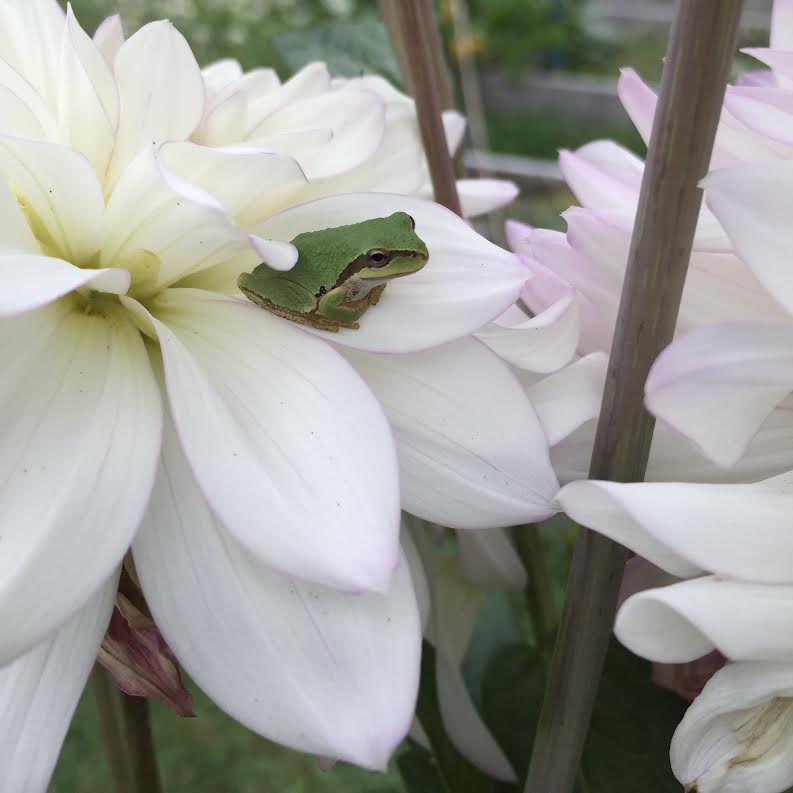 Lighthouse Veterinary Hospital, Qualicum Beach, BC V9K2E1 Our Doctors